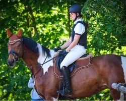 jumper Ailani de Liaar (Swiss Warmblood, 2011, from Aquilino)