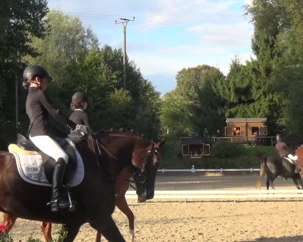 Reitturnier Mettmann - Reitanlage Löckenhoff 2017