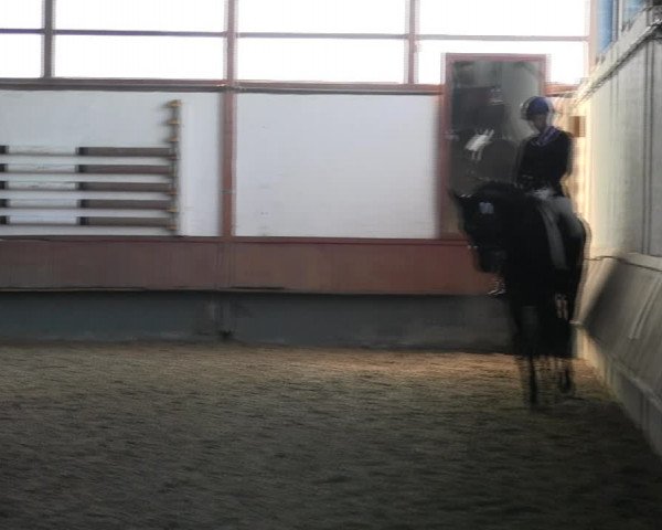 Reitturnier Meinerzhagen 2017