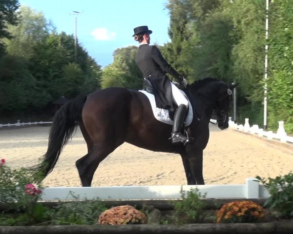 Reitturnier Mettmann - Reitanlage Löckenhoff 2017