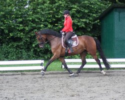 Dressurpferd Rocking Rose 2 (Hannoveraner, 2013, von Blue Hors Romanov)