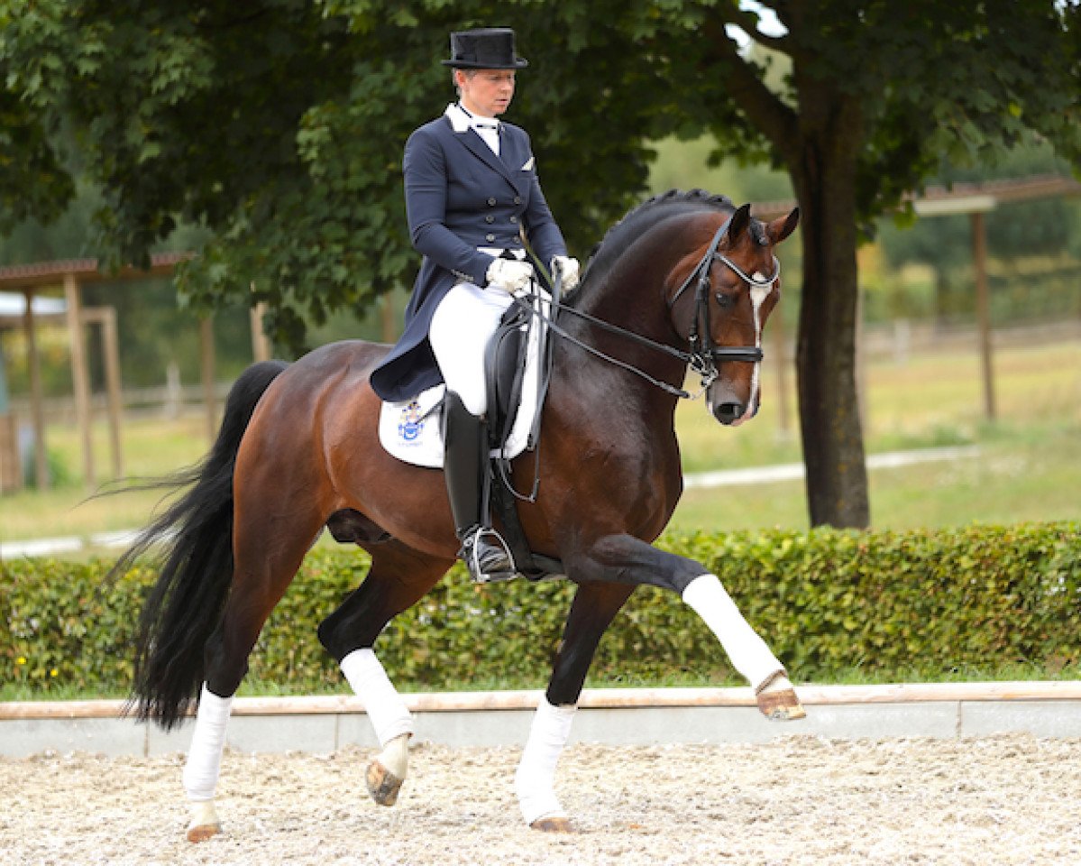 Dressurpferd Belissario (Oldenburger, 2010, von Belissimo NRW)