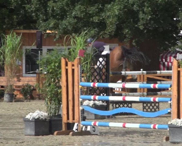 Reitturnier Köln - Reitanlage Brüse 2017