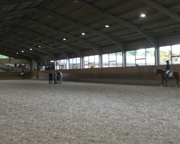 Reitturnier Mettmann - Reitanlage Löckenhoff 2017