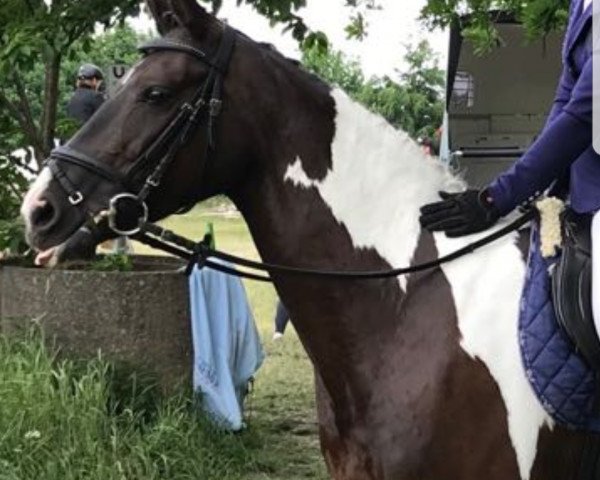 jumper Fantasia 141 (Pinto with riding horses pedigree, 2010, from Brooklyn)