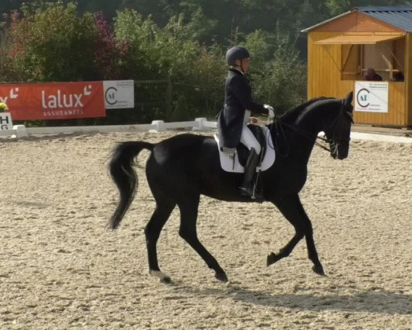 Reitturnier Hünsdorf-Ecurie Josy Hoffmann 2017