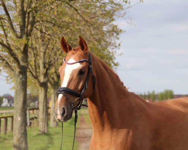 Pferd Sidney 205 (Westfale, 2006, von Sandro Bedo)