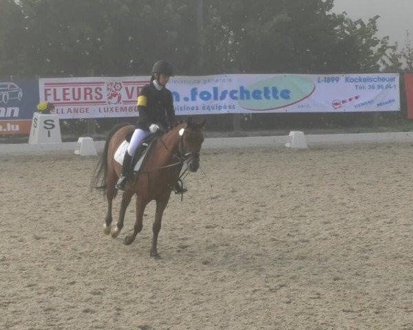 Reitturnier Hünsdorf-Ecurie Josy Hoffmann 2017