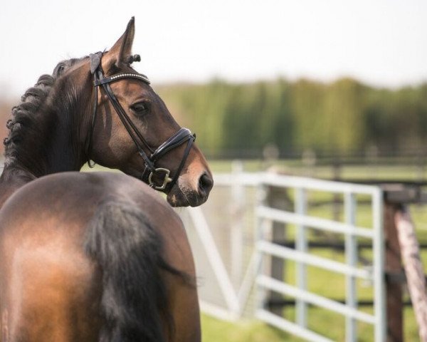 broodmare Catwalk Star (Oldenburg, 2012, from Christ)