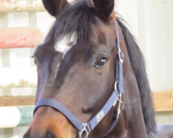 dressage horse Feline 108 (Hanoverian, 2009, from Fidertanz)