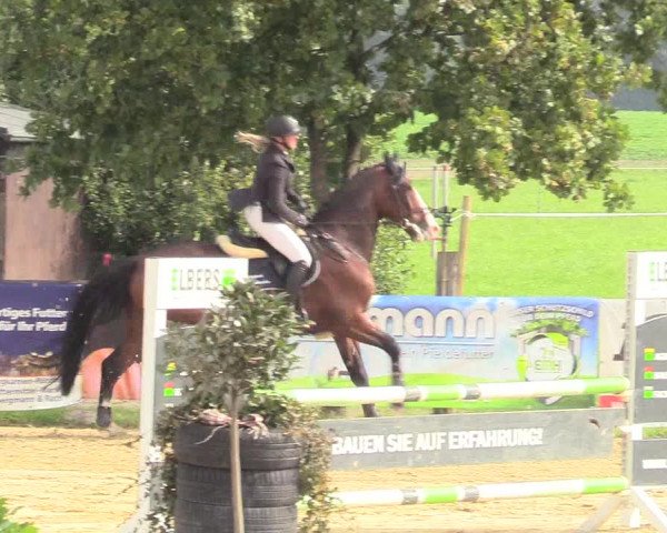 Reitturnier Lüdinghausen-Westrup 2017