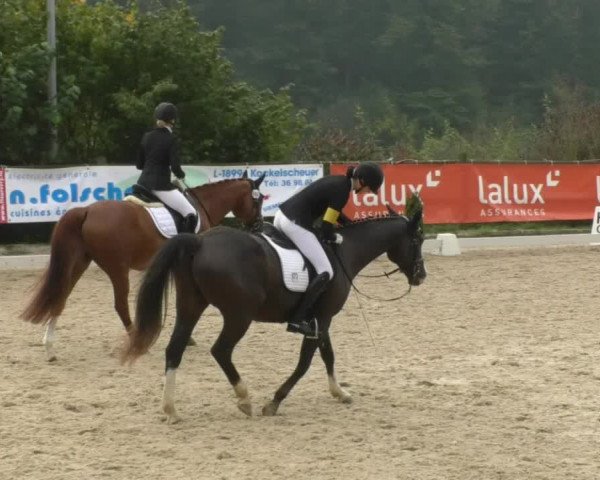 Reitturnier Hünsdorf-Ecurie Josy Hoffmann 2017