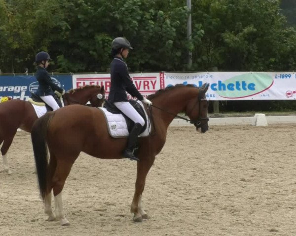 Reitturnier Hünsdorf-Ecurie Josy Hoffmann 2017
