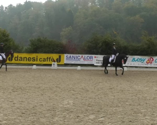 Reitturnier Hünsdorf-Ecurie Josy Hoffmann 2017