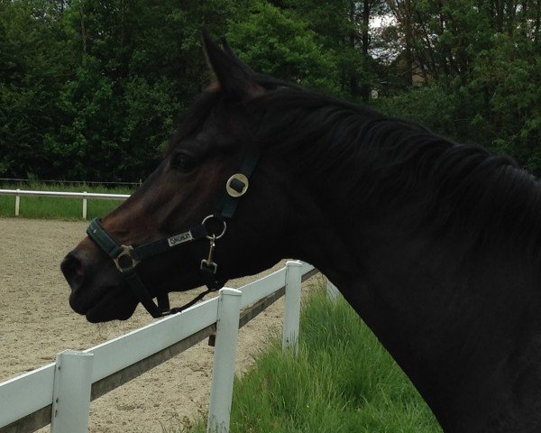broodmare Schwalbes Melodie (German Sport Horse, 2012, from Hochmeister)