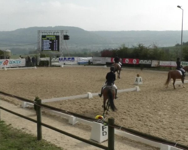 Reitturnier Hünsdorf-Ecurie Josy Hoffmann 2017
