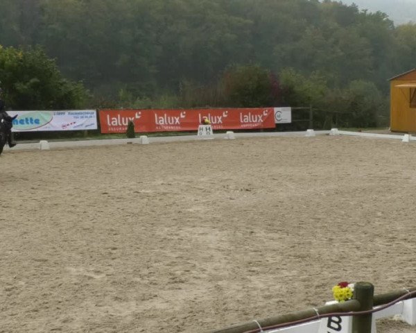 Reitturnier Hünsdorf-Ecurie Josy Hoffmann 2017