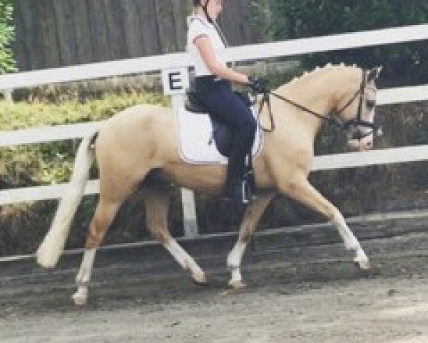 jumper Hochdonns Charmeur (German Riding Pony, 2014, from Steendieks Cream of Glory)