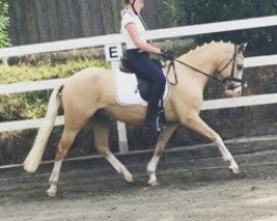 jumper Hochdonns Charmeur (German Riding Pony, 2014, from Steendieks Cream of Glory)