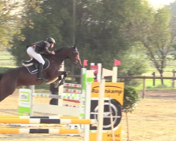 Reitturnier Lüdinghausen-Westrup 2017