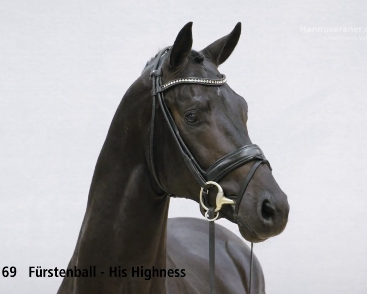 stallion Fürst Highlight (Hanoverian, 2016, from Fürstenball)