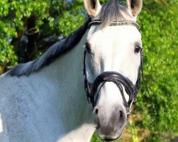jumper Chester's (German Sport Horse, 2008, from Ciacomini)