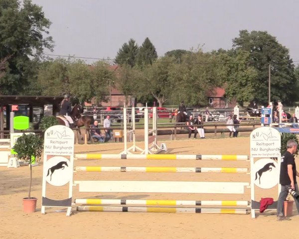 Reitturnier Lüdinghausen-Westrup 2017