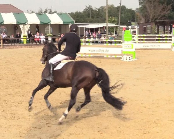 Reitturnier Lüdinghausen-Westrup 2017