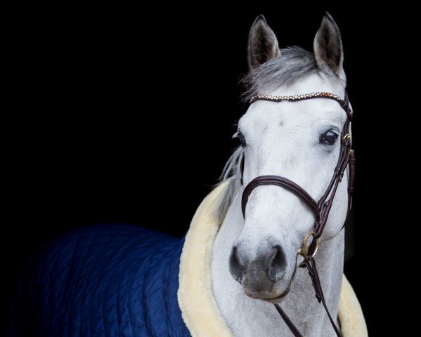 jumper Camikaze Z (Zangersheide riding horse, 2014, from C-Trenton Z)