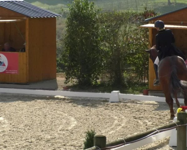 Reitturnier Hünsdorf-Ecurie Josy Hoffmann 2017