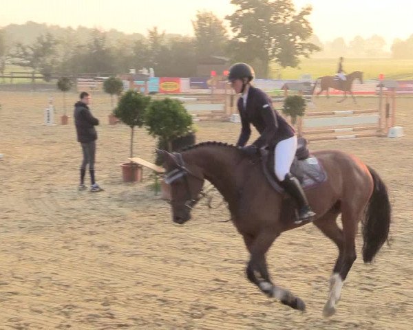 Reitturnier Lüdinghausen-Westrup 2017