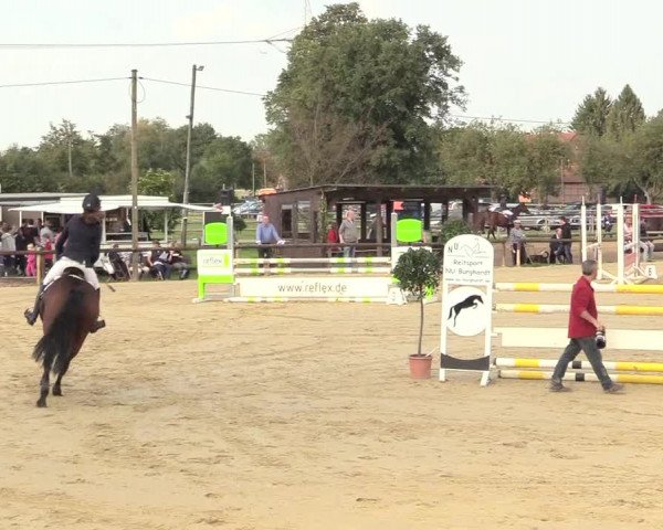 Reitturnier Lüdinghausen-Westrup 2017