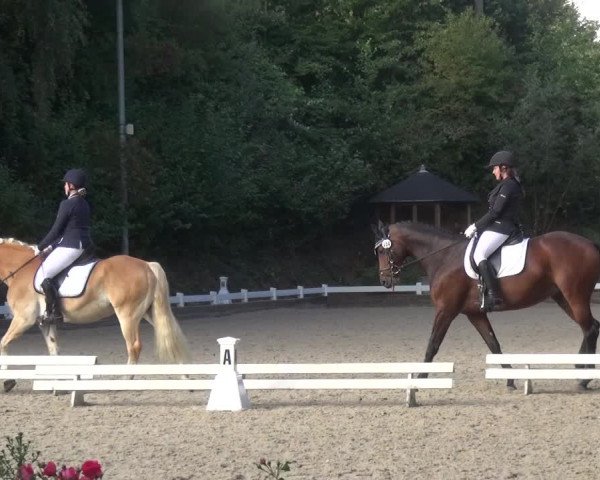 Reitturnier Mettmann - Reitanlage Löckenhoff 2017