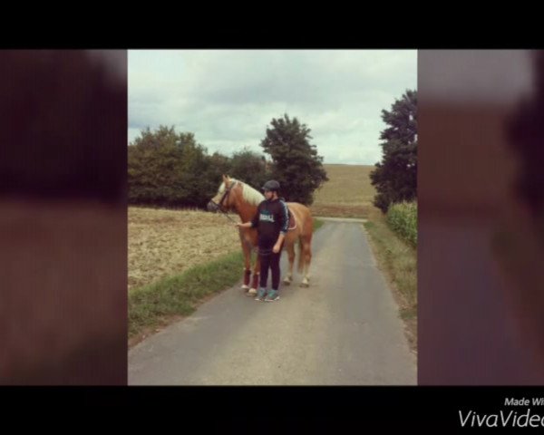 broodmare Lola (Haflinger, 2012, from Aaron-B)