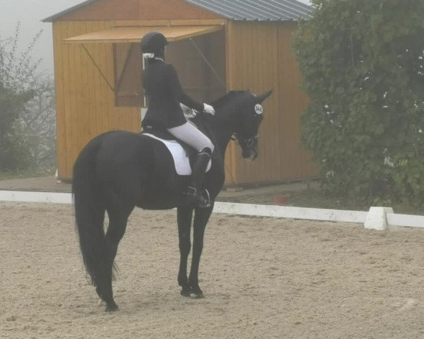 Reitturnier Hünsdorf-Ecurie Josy Hoffmann 2017