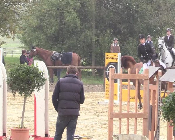 Reitturnier Lüdinghausen-Westrup 2017