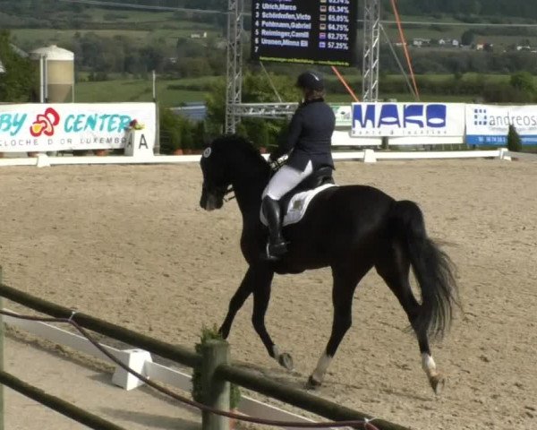 Reitturnier Hünsdorf-Ecurie Josy Hoffmann 2017