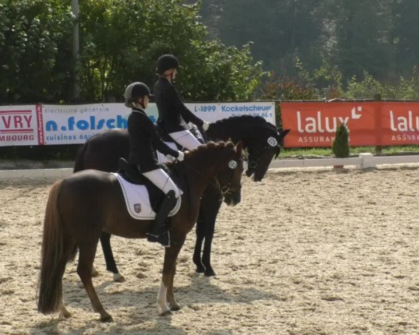 Reitturnier Hünsdorf-Ecurie Josy Hoffmann 2017