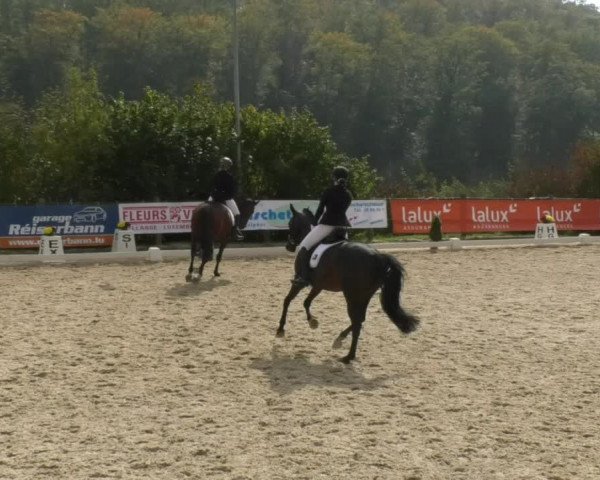 Reitturnier Hünsdorf-Ecurie Josy Hoffmann 2017