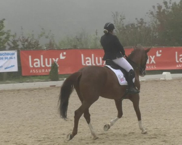 Reitturnier Hünsdorf-Ecurie Josy Hoffmann 2017
