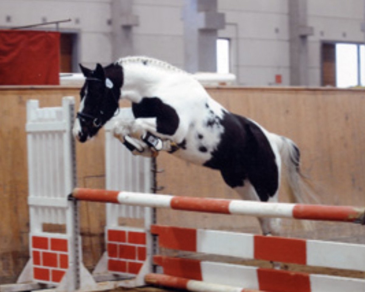 stallion Ohaio (Lewitzer, 2006, from Orlando)