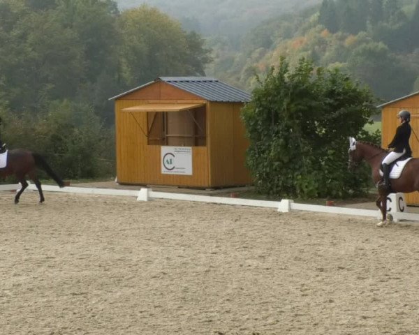 Reitturnier Hünsdorf-Ecurie Josy Hoffmann 2017