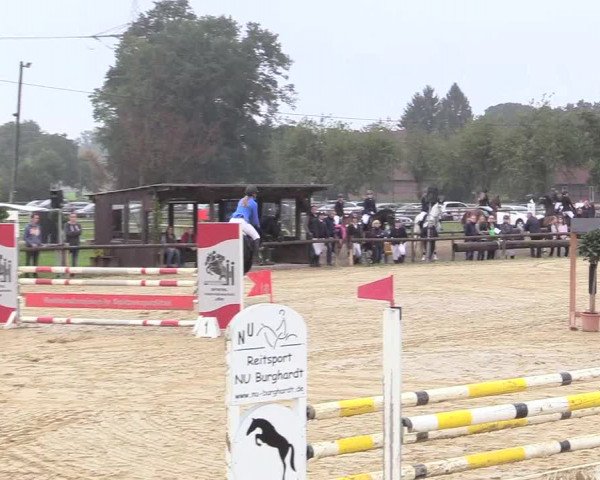 Reitturnier Lüdinghausen-Westrup 2017