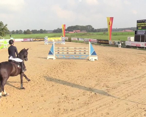Reitturnier Lüdinghausen-Westrup 2017