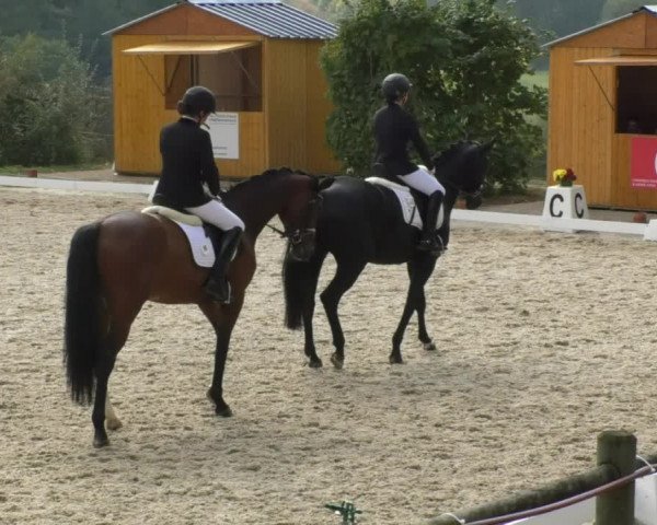 Reitturnier Hünsdorf-Ecurie Josy Hoffmann 2017