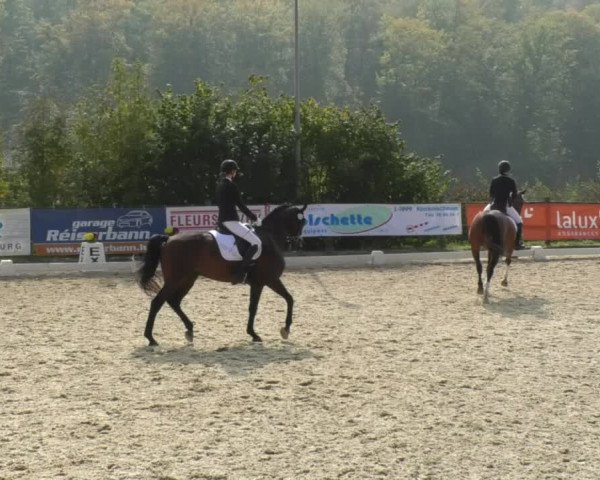 Reitturnier Hünsdorf-Ecurie Josy Hoffmann 2017