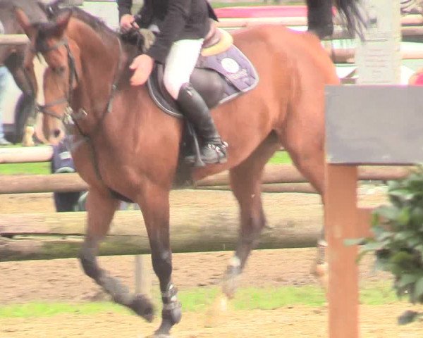 Reitturnier Lüdinghausen-Westrup 2017