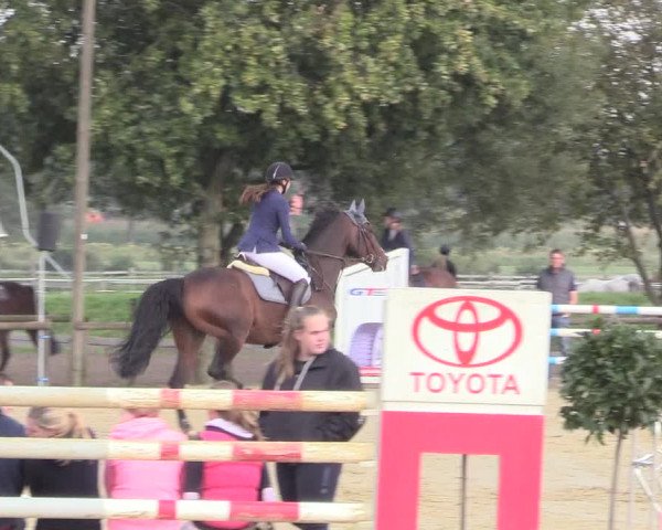 Reitturnier Lüdinghausen-Westrup 2017