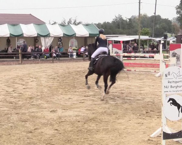 Reitturnier Lüdinghausen-Westrup 2017