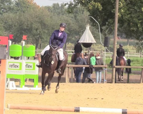 Reitturnier Lüdinghausen-Westrup 2017
